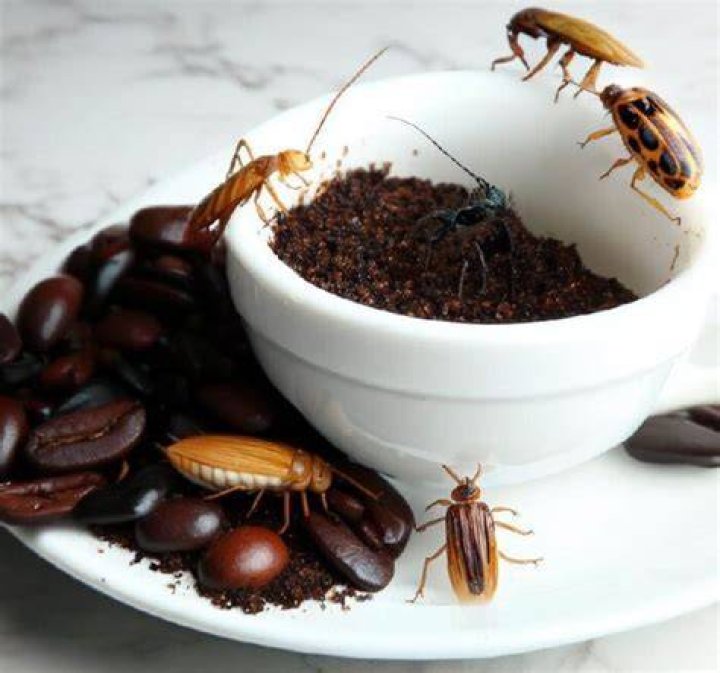 Are cockroaches attracted to coffee?