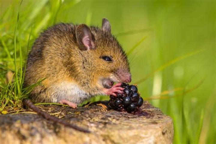 Can mice eat dandelion flowers?