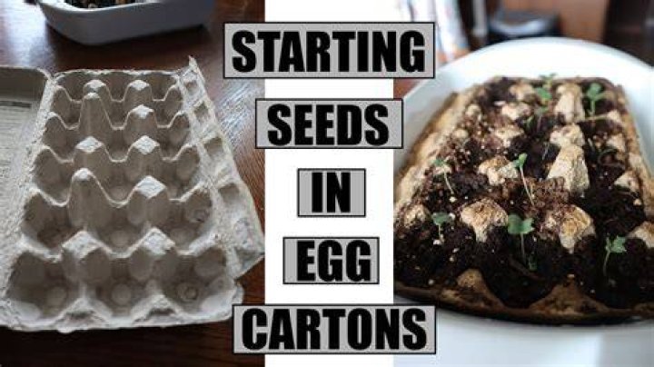 Can you start seeds in plastic egg cartons?