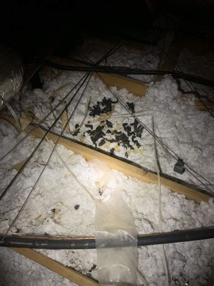 Do raccoons poop in the same place?