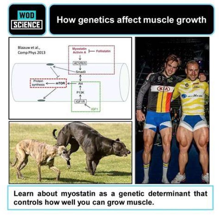 Does race affect muscle growth?