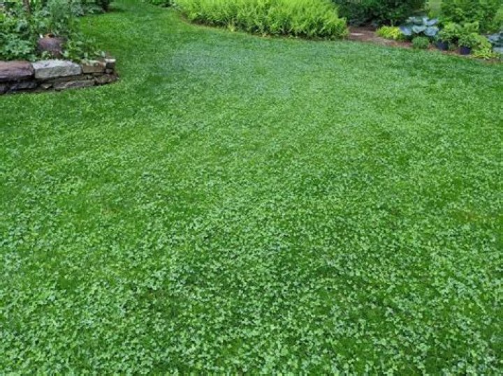How do I make my lawn natural?