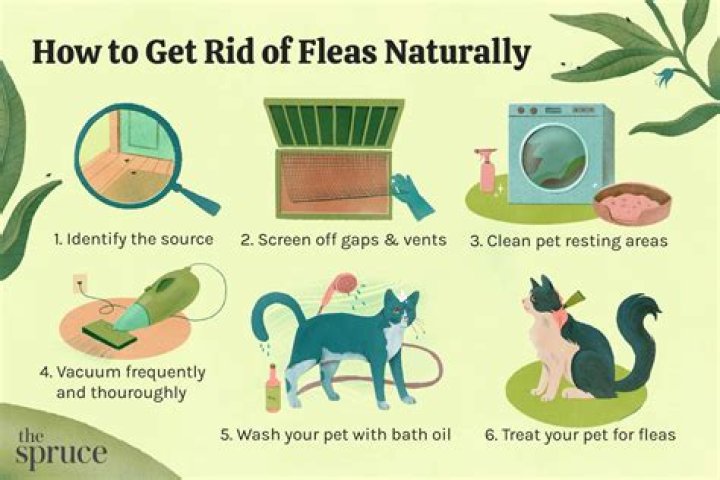 How do you get rid of nuisance cats?