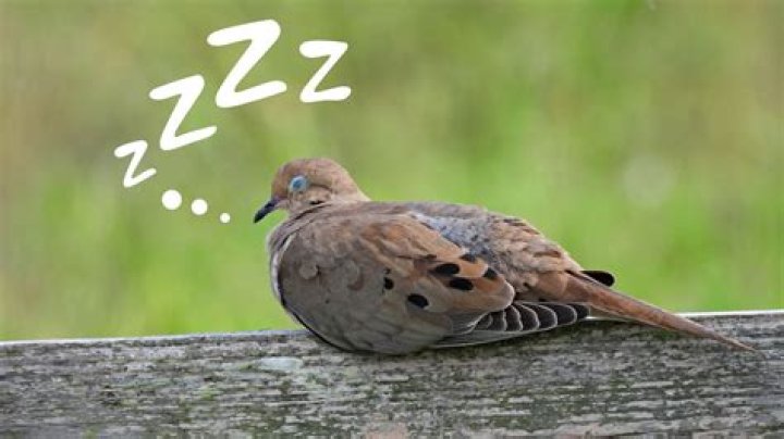 How long do birds sleep for?