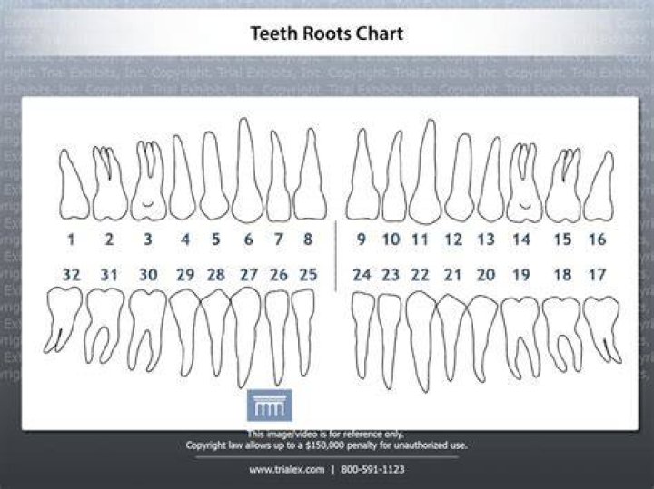 How many roots does a 12 tooth have?
