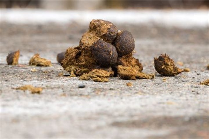 How often should you pick up horse droppings from the field?