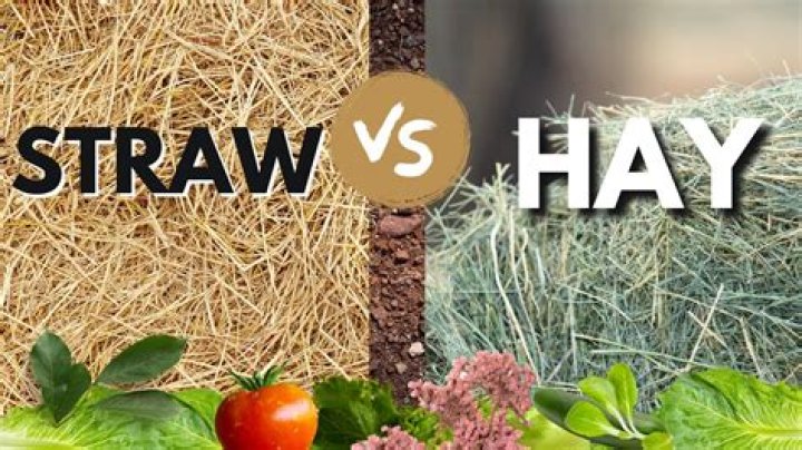 Is timothy hay the same as straw?