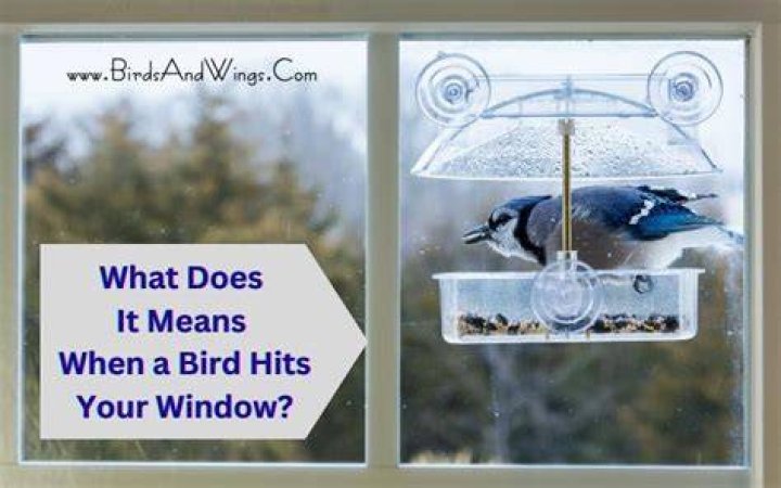 What does a bird outside your window mean?