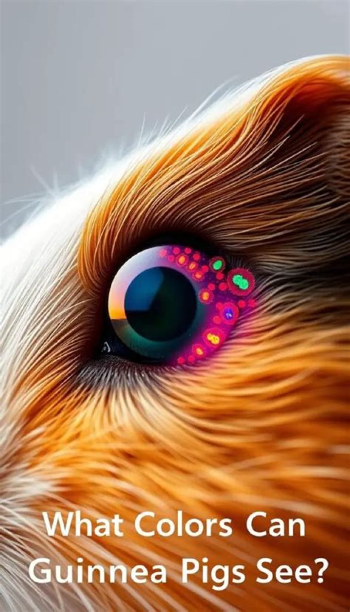 What does a guinea pigs vision look like?