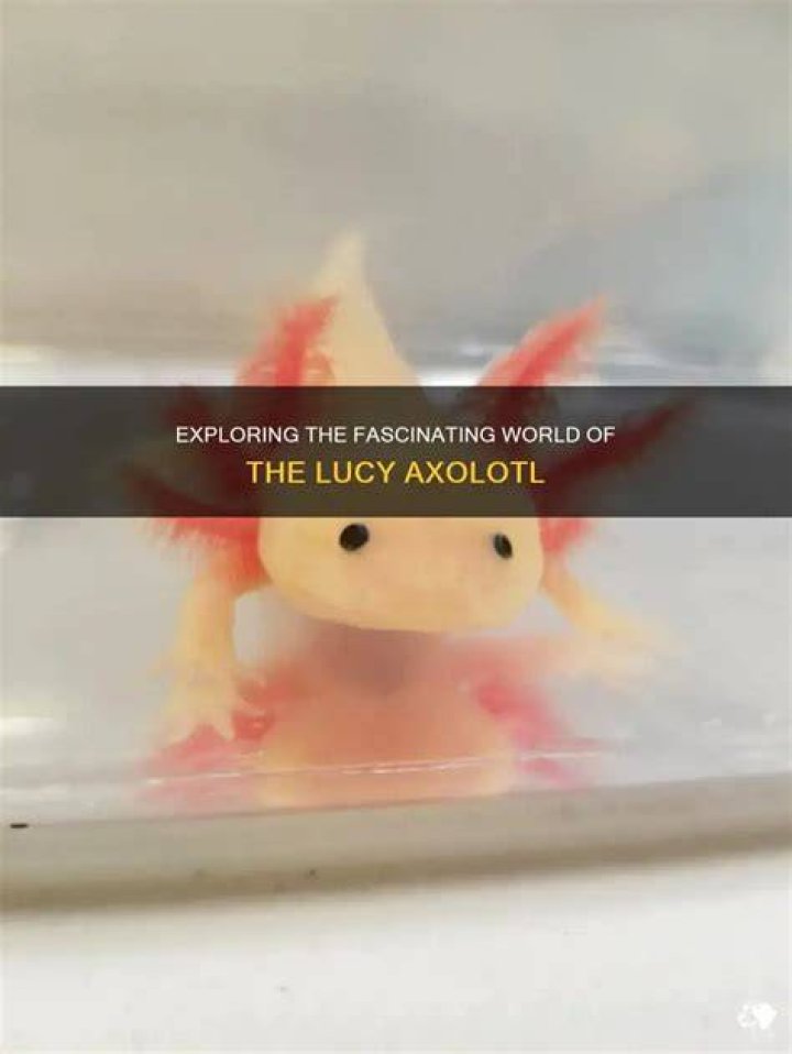 What is a Lucy axolotl?