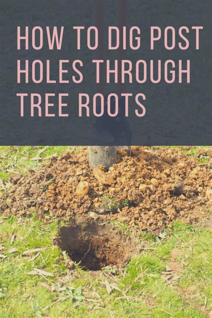 What is the easiest way to dig up roots?