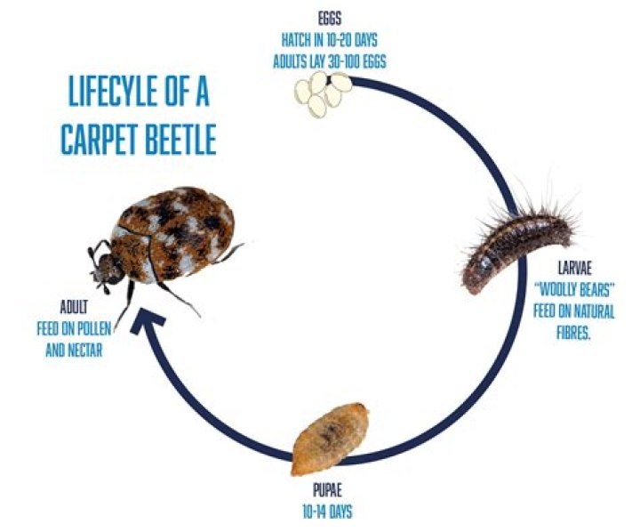 What time of year do carpet beetles hatch?