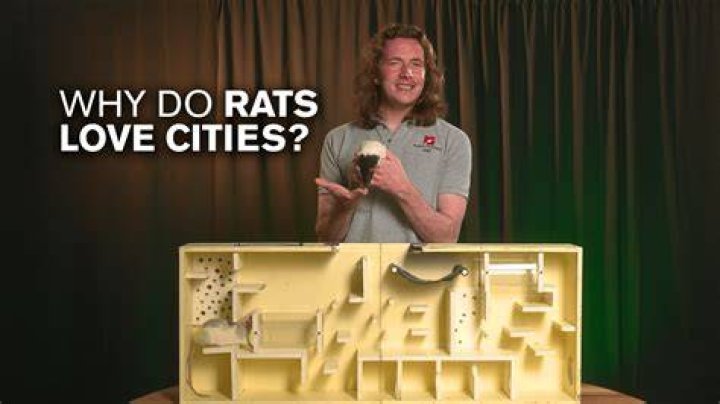 Why do rats love people?