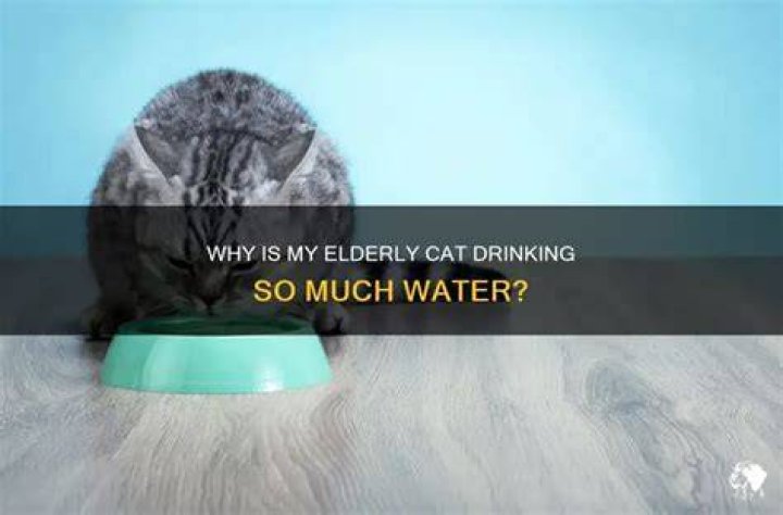 Why is my elderly cat drinking so much water?