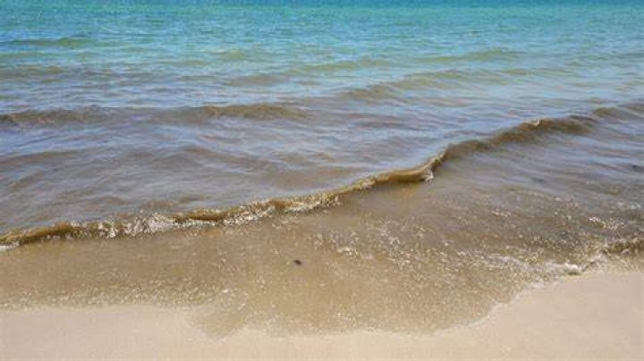 Why is ocean water brown?